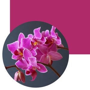 Trend colour ORCHID FLOWER PINK